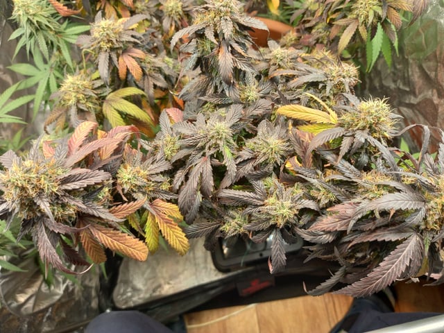 ( Guava Dawg × Sour Tangie ) F2 — flower, day 36