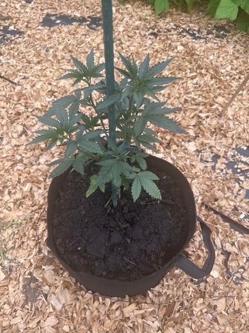 outside 2025 — vegetative, day 1