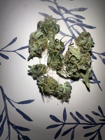 Pine (Auto) 2025 - 0 — harvest, day 80