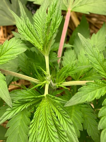 Six  — vegetative, day 33