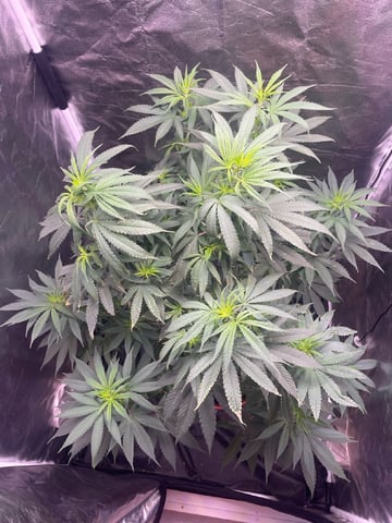 Blueberry — flower, day 88