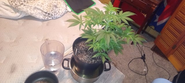 frst grow tent grow — vegetative, day 40