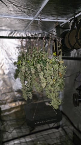 strawberry ghost and death breath — harvest, day 32