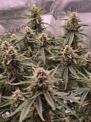 blue dream auto — flower, day 57