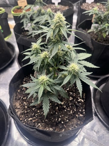 SSH and BD — flower, day 40