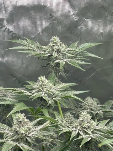 First Grow (Hydro) — flower, day 120
