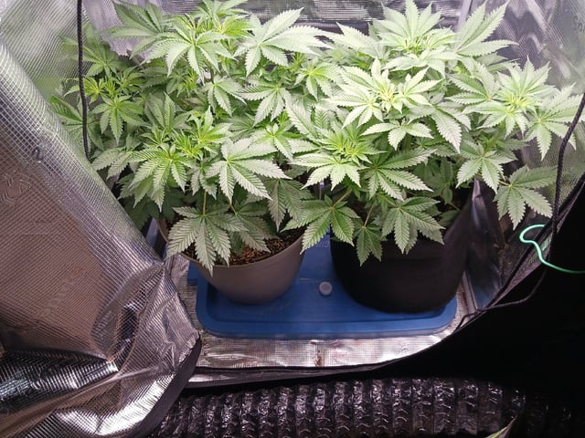 9lbhammer feminized  — flower, day 36