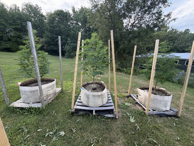 2026 Grow — vegetative, day 47