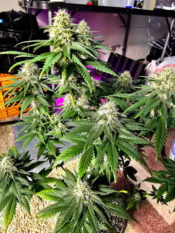 Homegrown - 🍒 🥧 & GSC Auto, 🚀 Seeds 🍌 Buttercups  — flower, day 68
