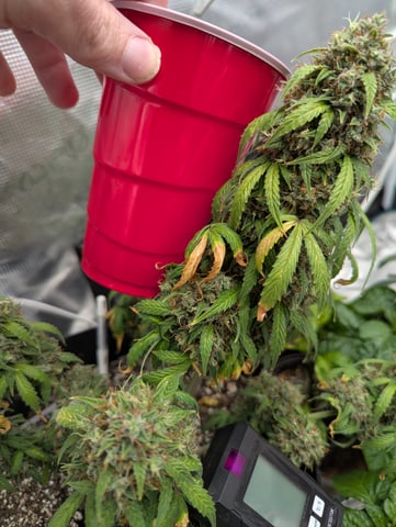 Strawberry Banana — flower, day 97