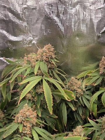 Fruit Spirit — flower, day 1