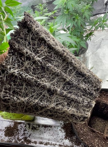 Clones Fat Bastard Clones  — vegetative, day 62