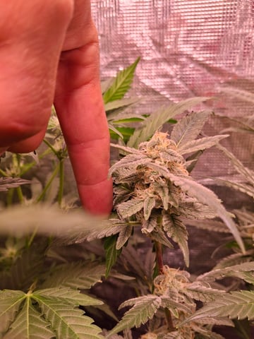 lil babies  — flower, day 36