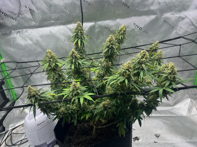 Blue Dream Photos — flower, day 111