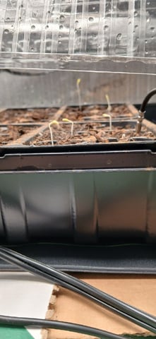 Summer Peppers — germination, day 7