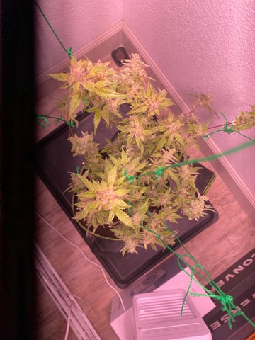 pineapple Express  — none, day 44