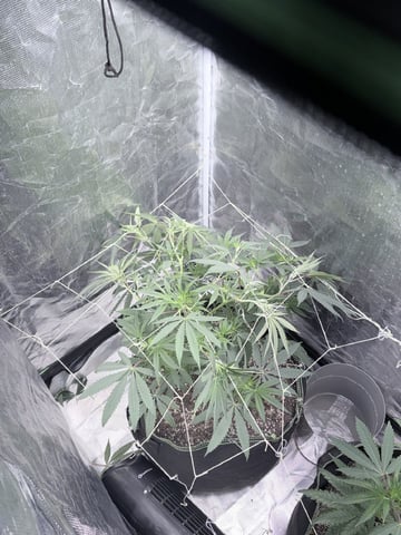 New LADIEZZ — vegetative, day 60