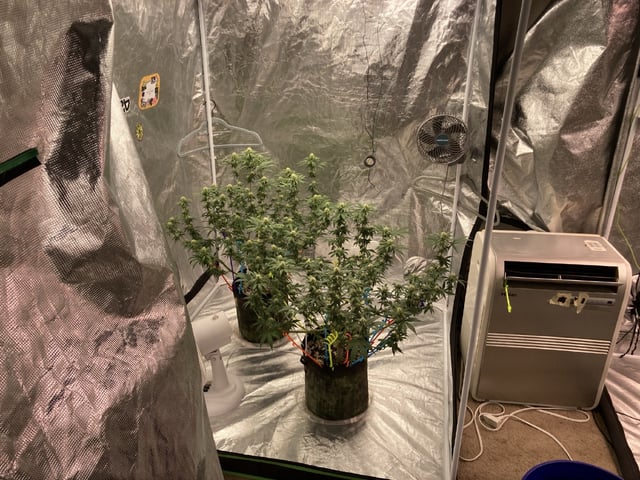 Planet Berry 7skunksgenetics  — grow_setup, day 23