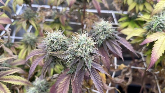 LSD — flower, day 1
