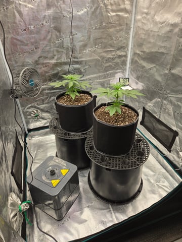 Mimosa Sunrise XXL 3x3 tent — vegetative, day 15