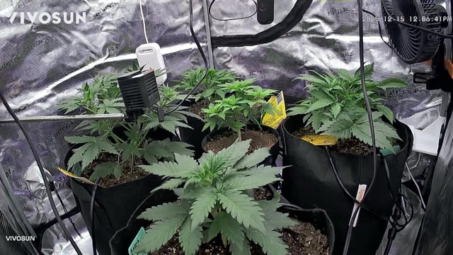 Auto Flower — vegetative, day 16