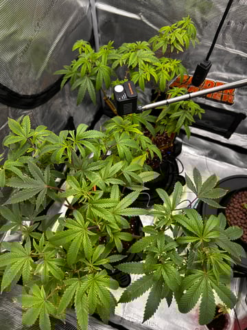 Am inside — vegetative, day 48