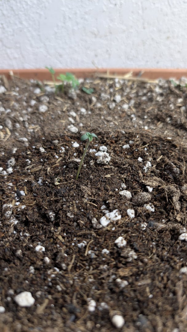 Quick Auto Summer Grow