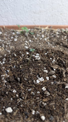 Quick Auto Summer Grow — seedling_rooting, day 1
