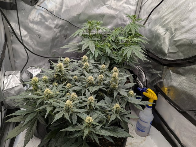 Grow Tent Starts — flower, day 72