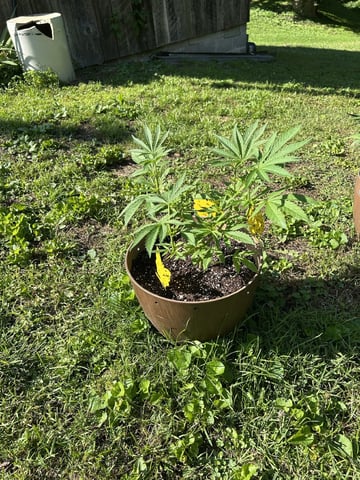 2026 Outdoor — vegetative, day 52
