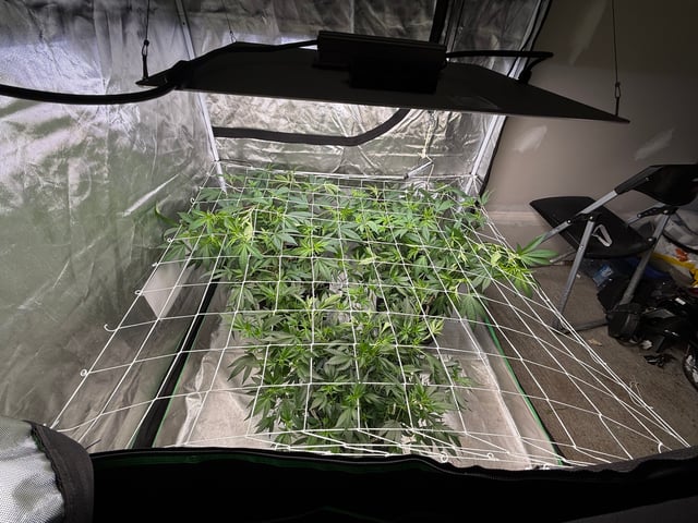 Green Gelato — flower, day 56