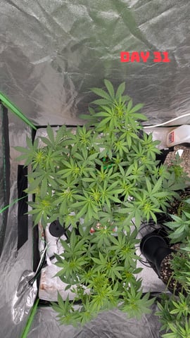 Strawberry Cheesecake Seedsman Seeds Autoflowers x2 — seedling_rooting, day 34