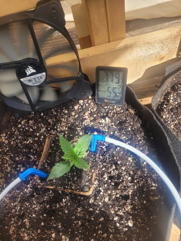 Clones And Hermie Seeds — vegetative, day 14