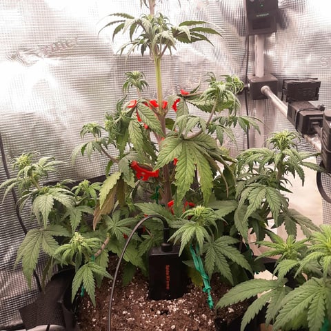 Moving On — flower, day 16