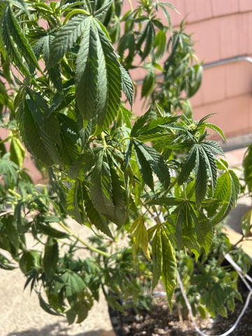 unknown hybrid possibility  — flower, day 15