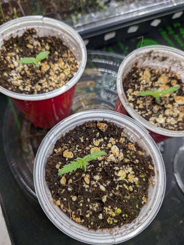 outdoor — seedling_rooting, day 16