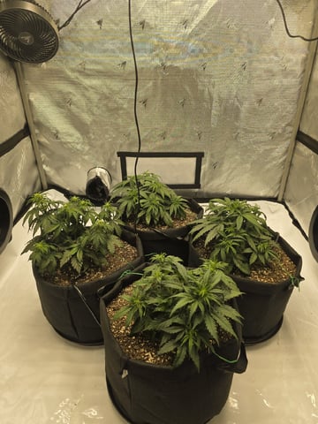 1st Grow 4x4 — vegetative, day 29