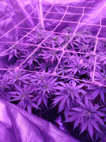 3 in flower — vegetative, day 24