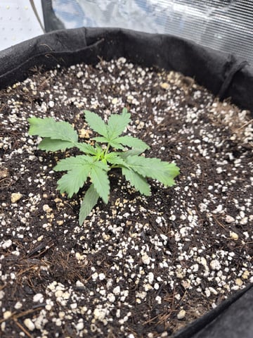 Sundae Driver — vegetative, day 30