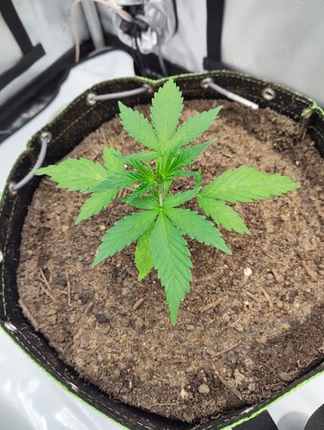 Critical Runtz ( Sensi Seeds ) — vegetative, day 3