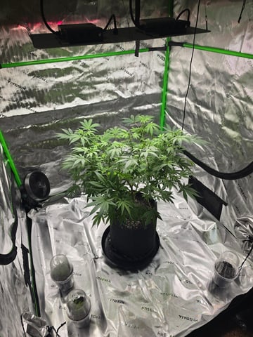 First grow — flower, day 60