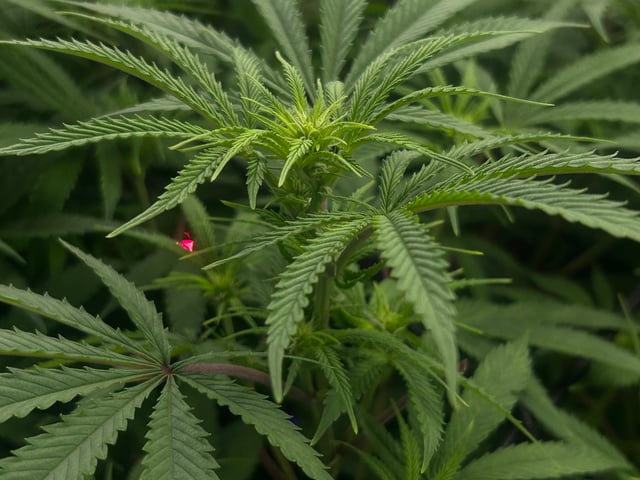 zunami s1 grounded genetics  — flower, day 50