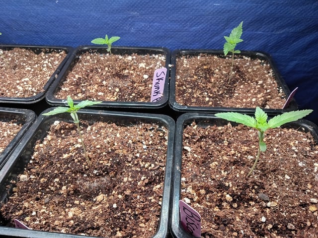 Third Grow — seedling_rooting, day 17