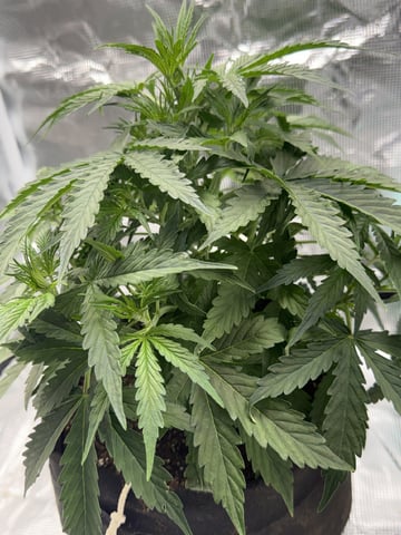Indoor — vegetative, day 31