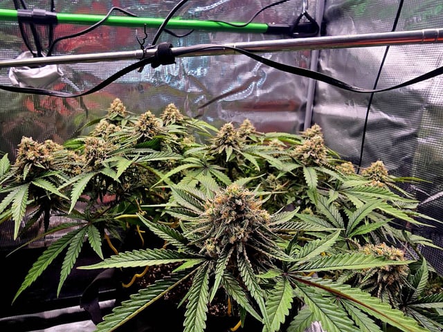 (4)autos  — flower, day 44