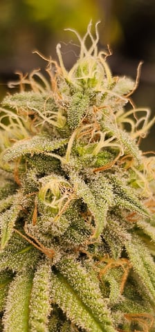 Dwc & Soil Run.  — flower, day 91