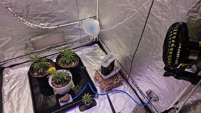 Amnesia Haze Run — vegetative, day 18