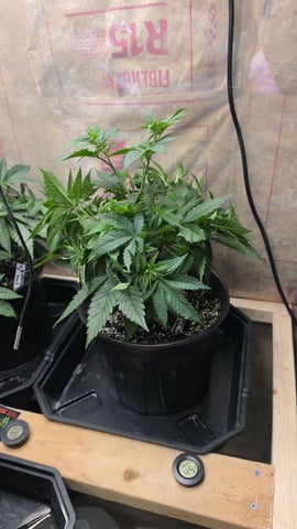 2nd Grow Sesh — vegetative, day 41