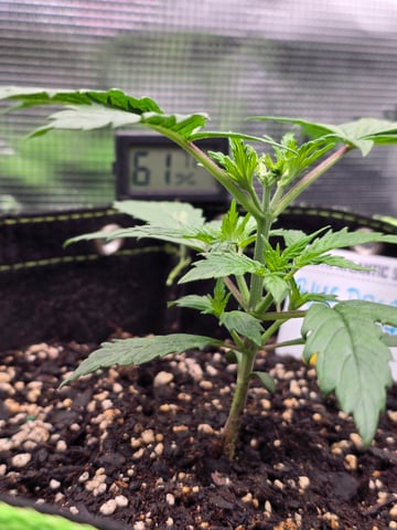 blue dream auto — vegetative, day 21