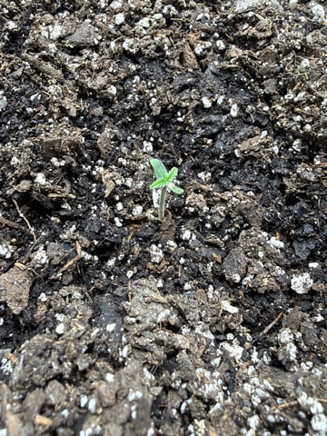 Gorilla Cookies 2nd Try — seedling_rooting, day 8